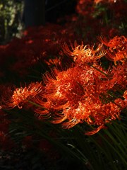 秋探し・彼岸花