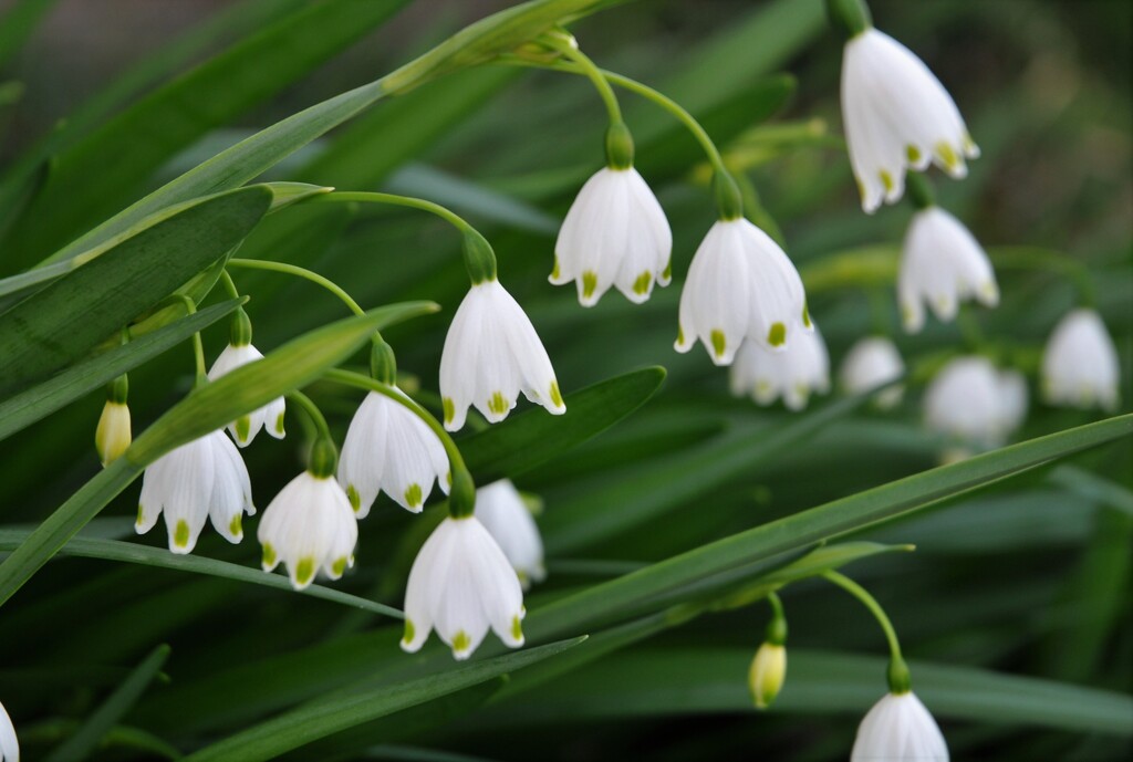 スノーフレーク