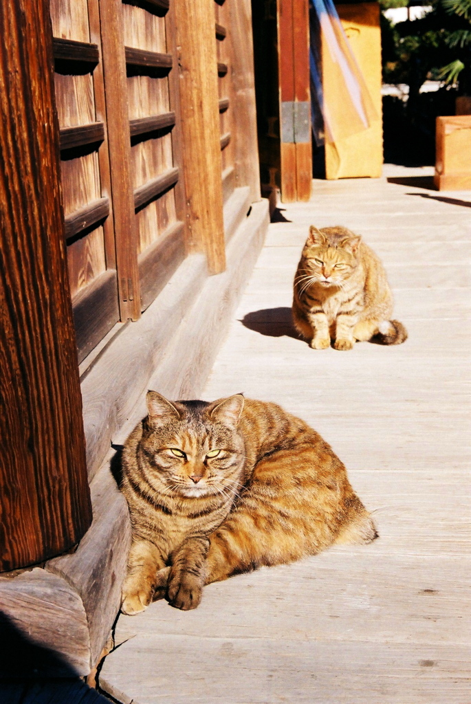 睨まれちゃいました