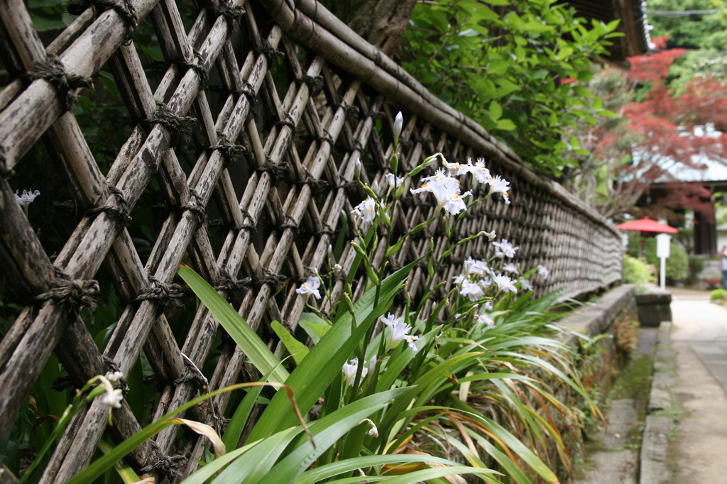 シャガの花