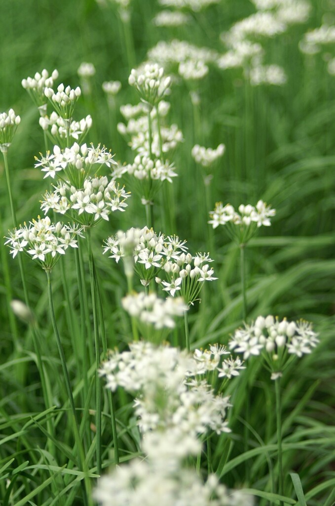 畑のかわいいニラの花
