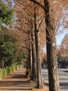 初冬の街路樹