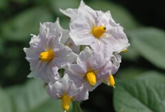 ジャガイモの花