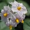 ジャガイモの花