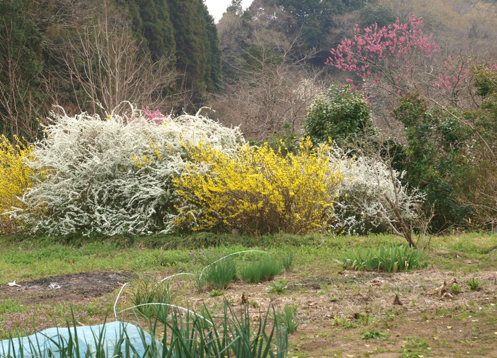里山春景色
