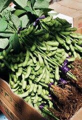 枝豆(フィルム)