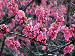 花桃