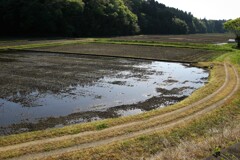 田植えに向けて