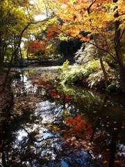 石神井公園の秋4