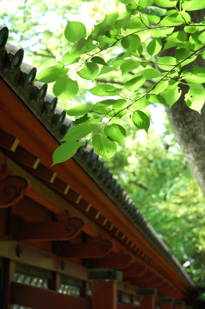 新緑の根津神社