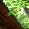 新緑の根津神社