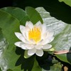 水辺の彩り