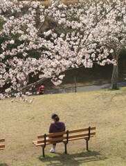 桜咲く日に