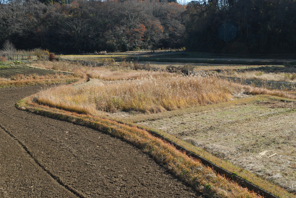 里山初冬