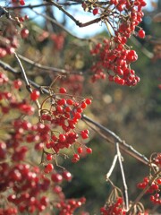 冬の山野を彩る