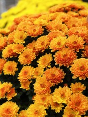 散歩で出会った草花