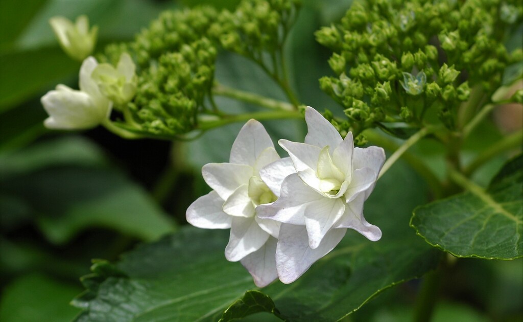 そっと慎ましく…