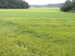 実りの秋に向けて