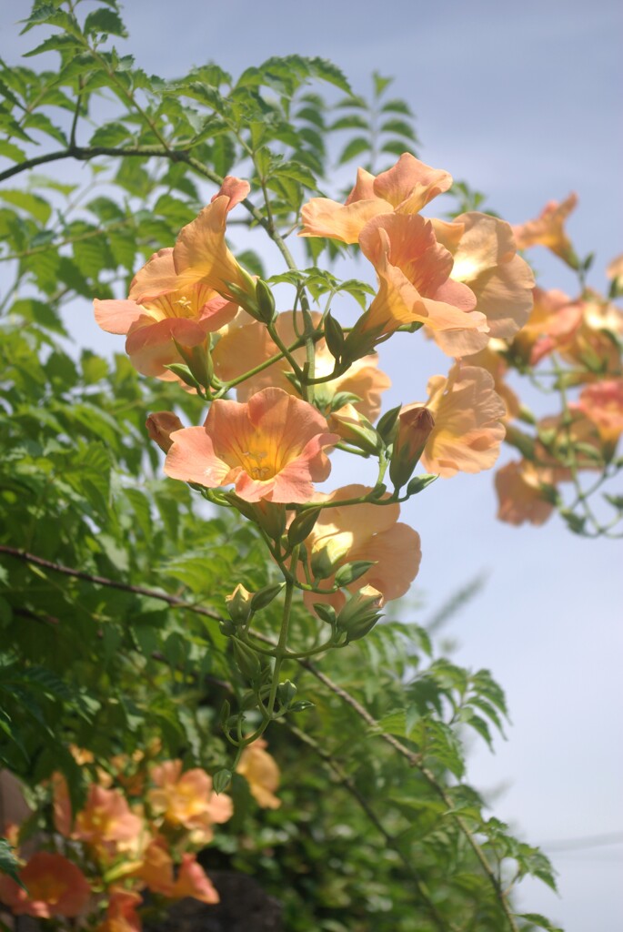 薄れゆく夏の記憶