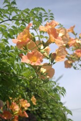 薄れゆく夏の記憶