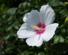 夏の花景色