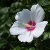 夏の花景色