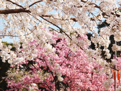上野の春Ⅲ