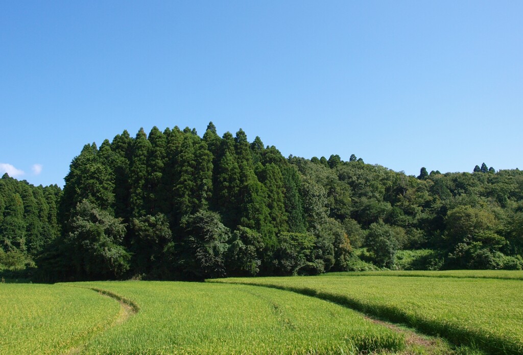 収穫までひと月