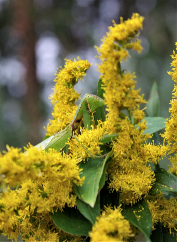 あら、見つかっちゃった…