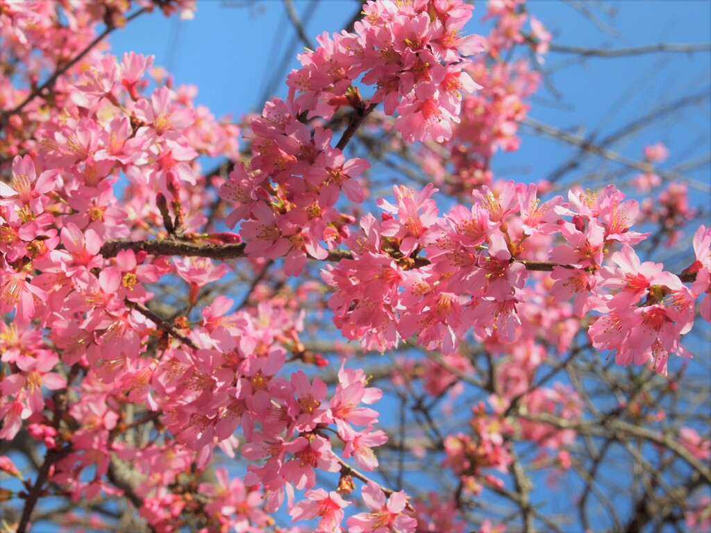 桃色吐息