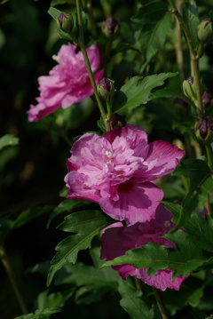 木槿
