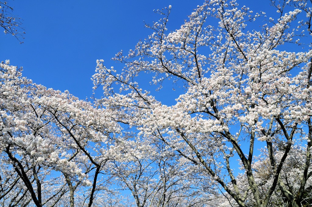 今年もありがとう