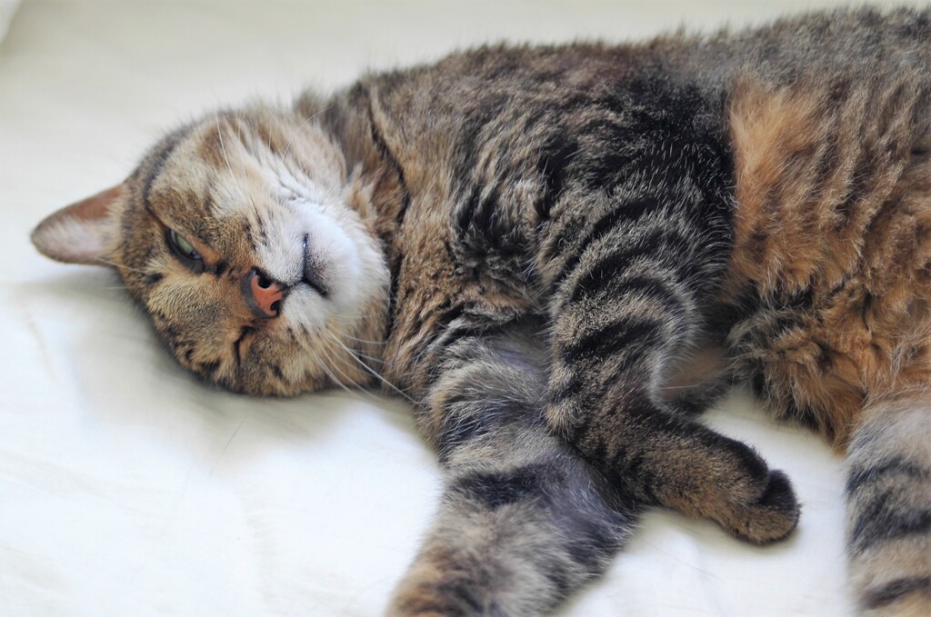 猛暑で撃沈>.<