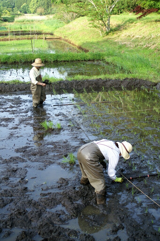 田植え