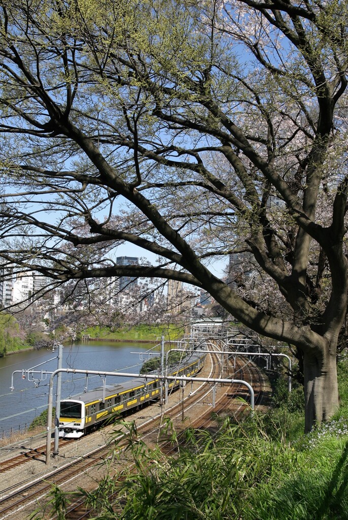 外堀の春