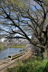 外堀の春