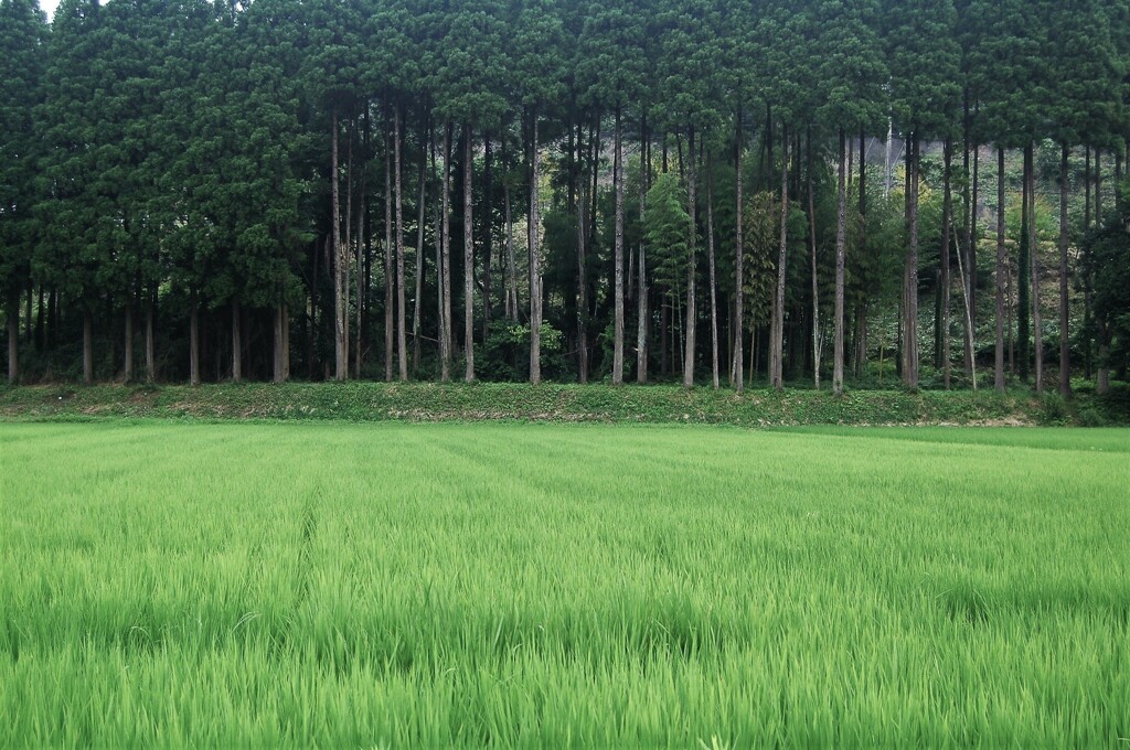 里山集落・育つ稲穂