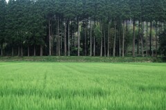 里山集落・育つ稲穂