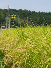 小湊夏日記　踏み切り