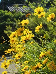 オオキンケイギク