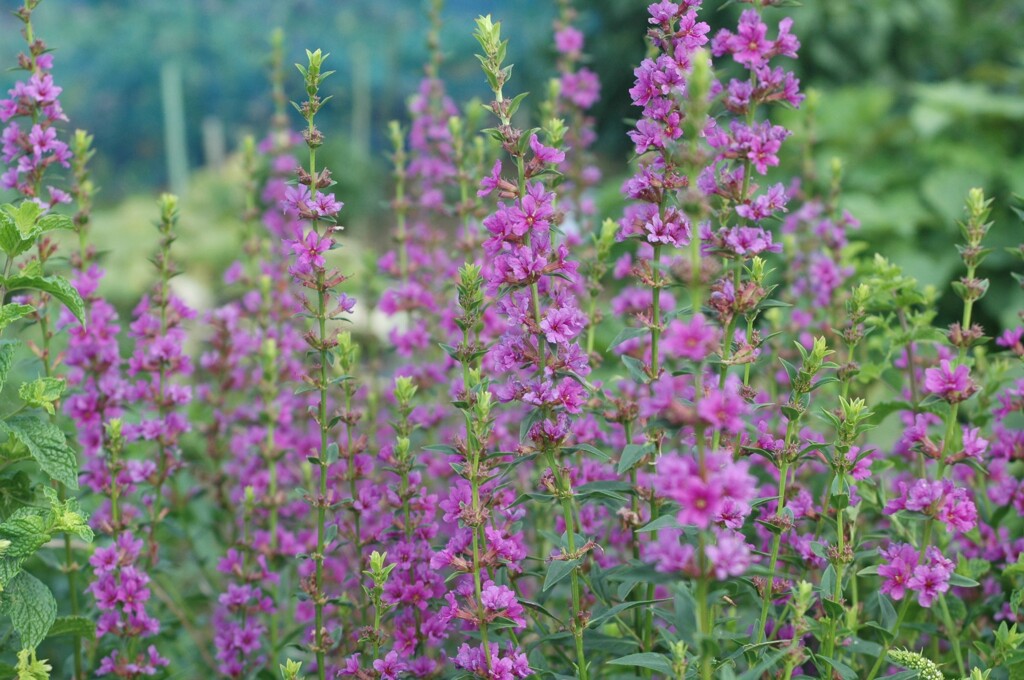 夏の花景色