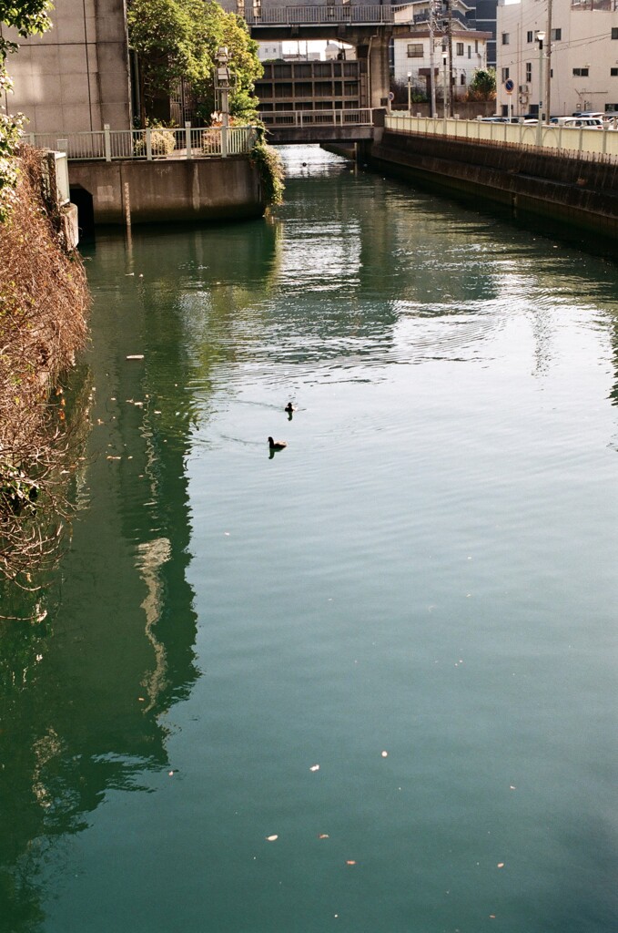 フジカと散歩 寒くてもへっちゃら^^(フィルム)