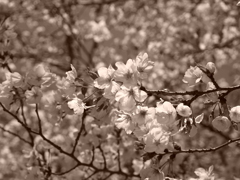 桜咲く春