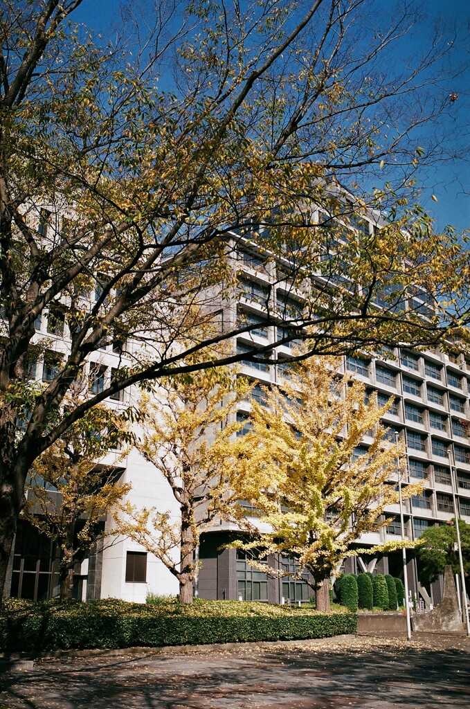 千葉県庁(フィルム写真)