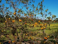 秋探し・柿