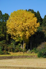 里山・神社の大銀杏