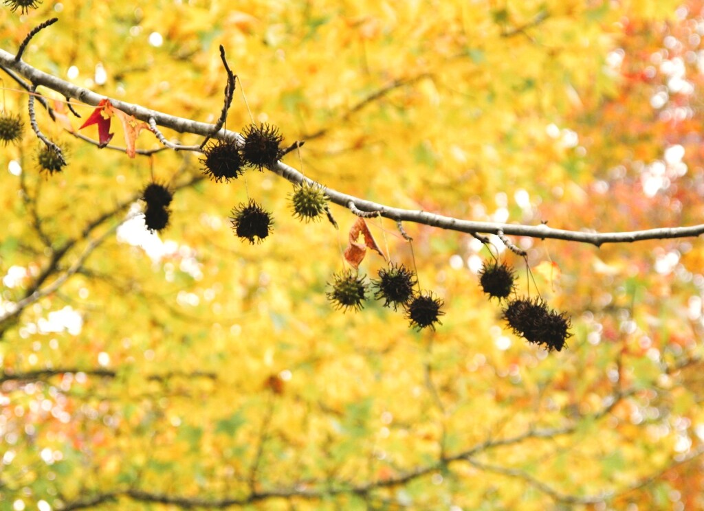 見上げた先の秋