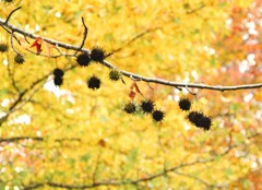 見上げた先の秋