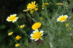 春菊の花