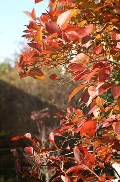 オールドレンズで見つけた秋